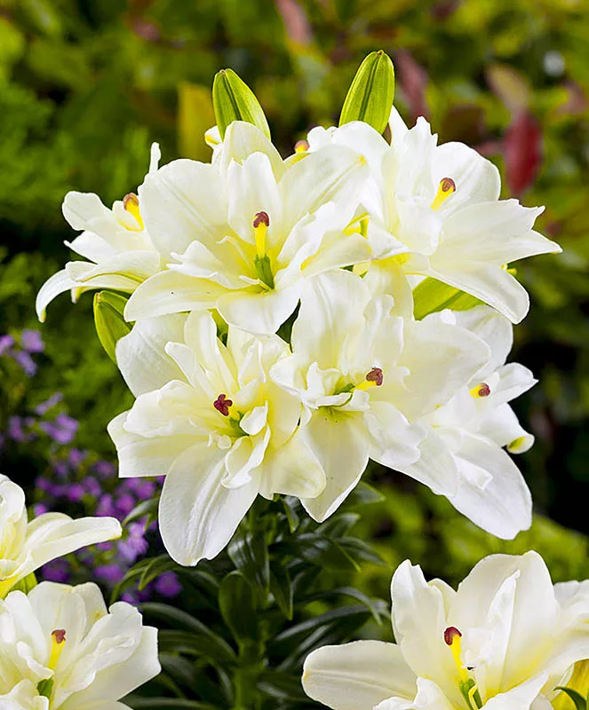 Лилия Аннемарис Дрим